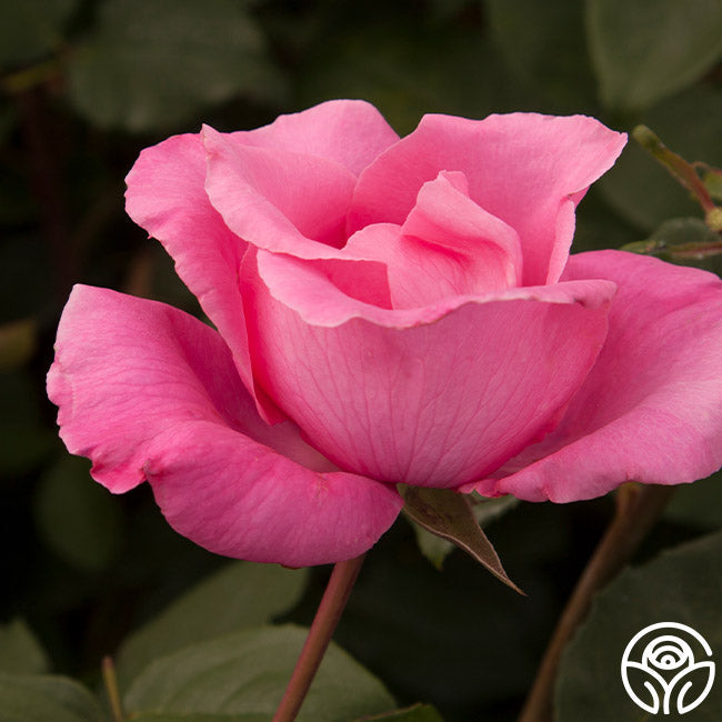  The McCartney Rose™
