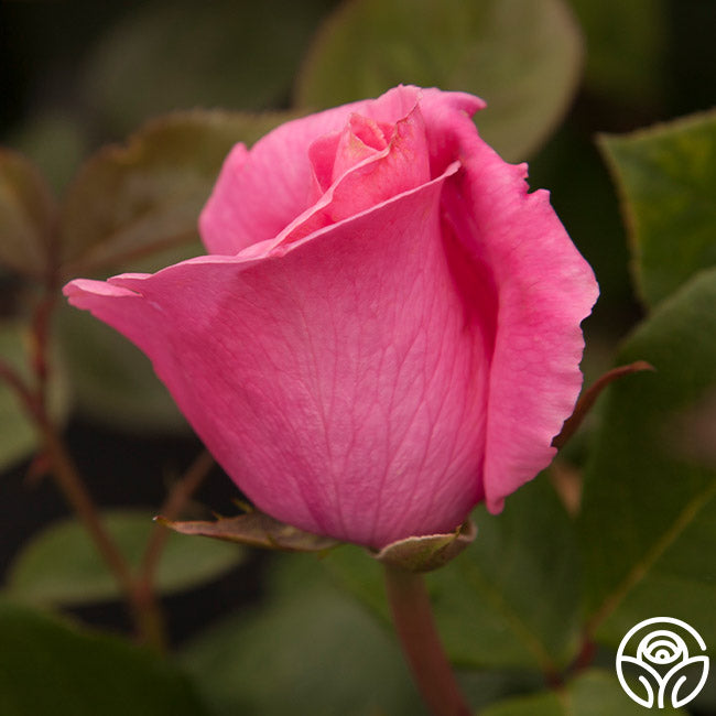  The McCartney Rose™