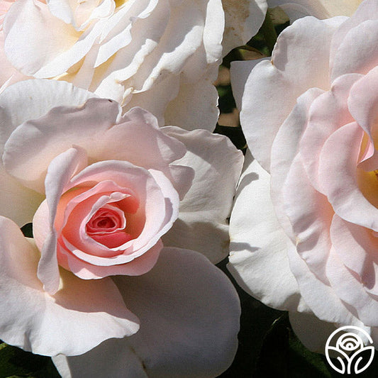  The Soham Rose™
