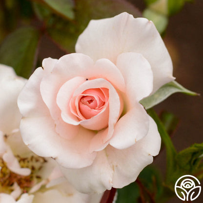  The Soham Rose™