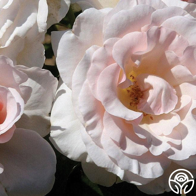 The Soham Rose™