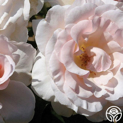  The Soham Rose™