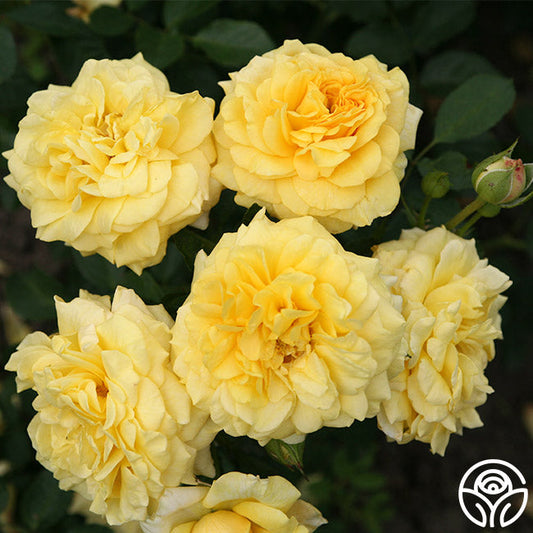  Sunbelt® Tupelo Honey™