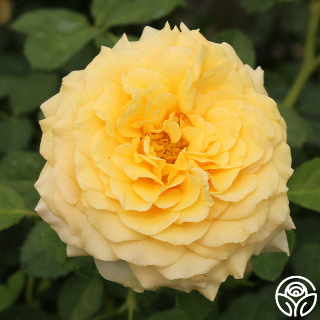  Sunbelt® Tupelo Honey™