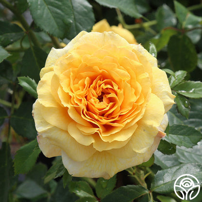  Sunbelt® Tupelo Honey™