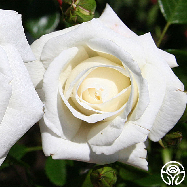  White Dawn®