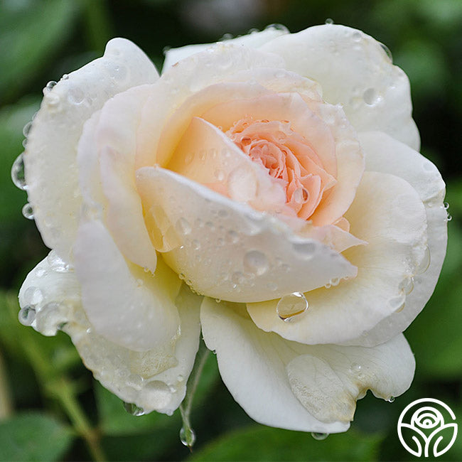  White Eden Climber®