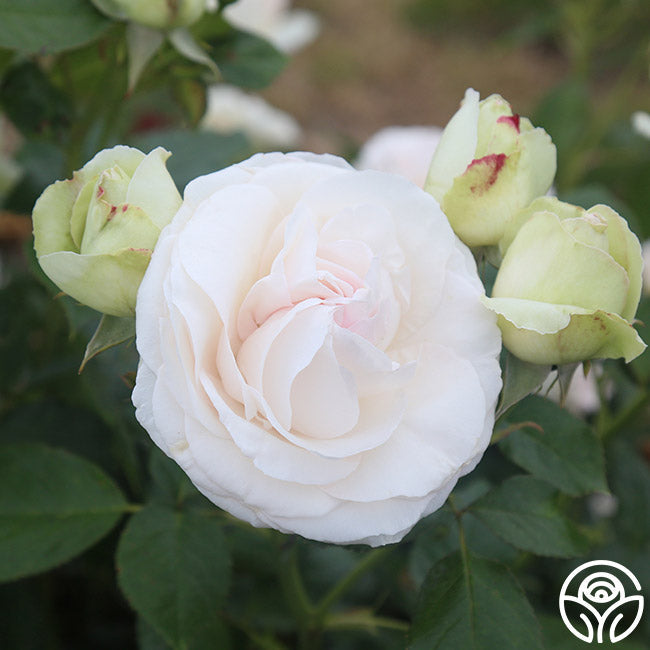  White Eden Climber®