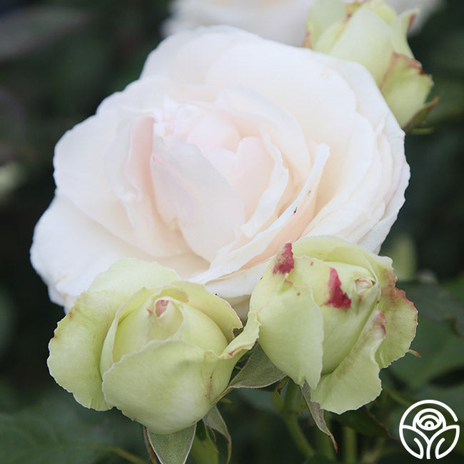  White Eden Climber®