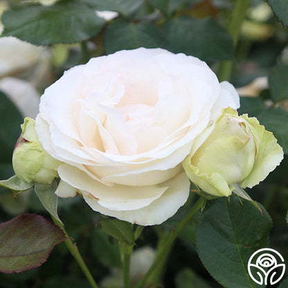  White Eden Climber®