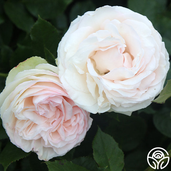  White Eden Climber®