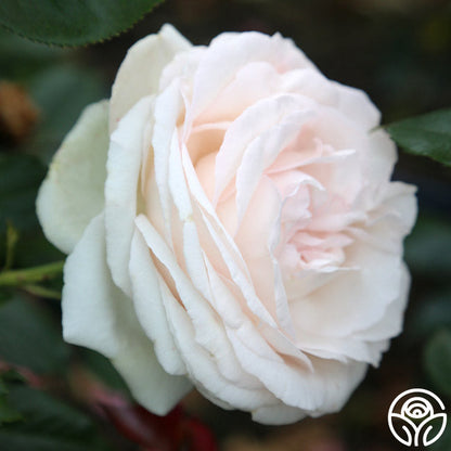  White Eden Climber®
