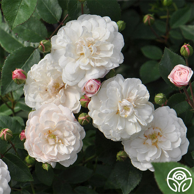  White Pet