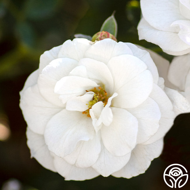  White Veranda®