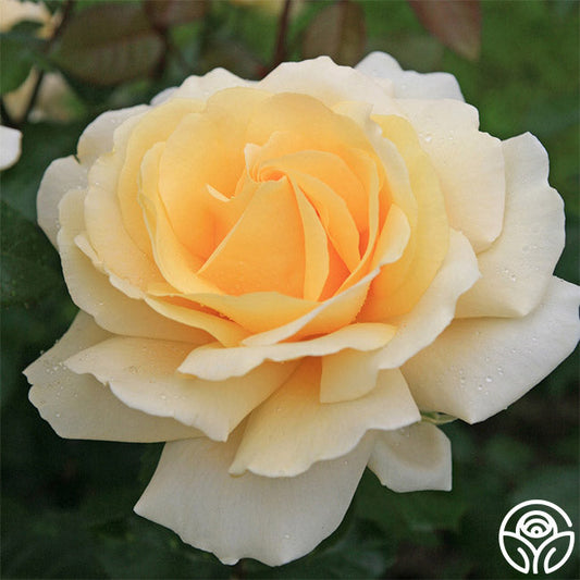 Eleganza® Winter Sun