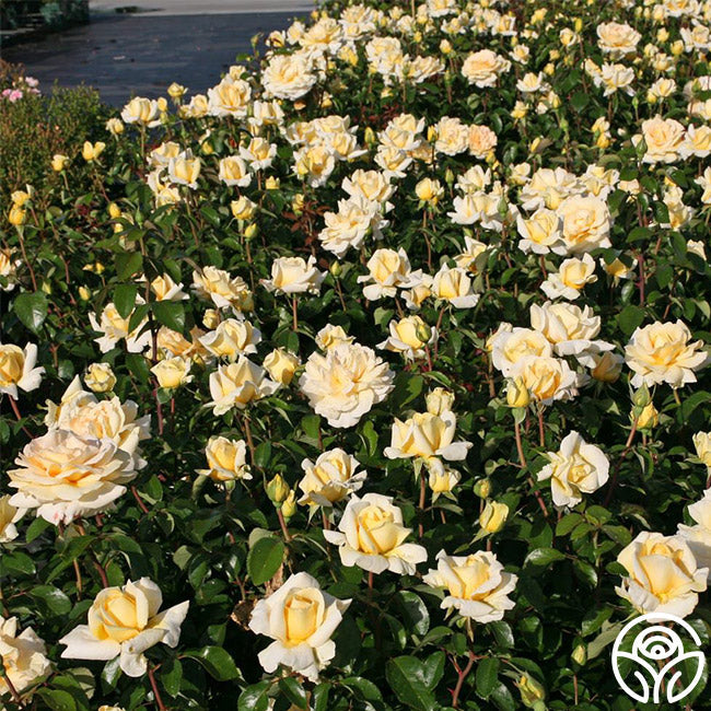  Eleganza® Winter Sun