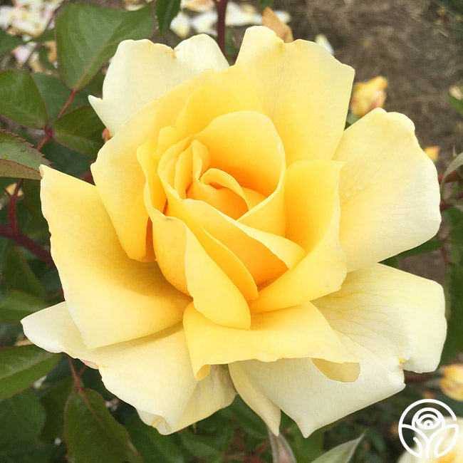  Eleganza® Winter Sun