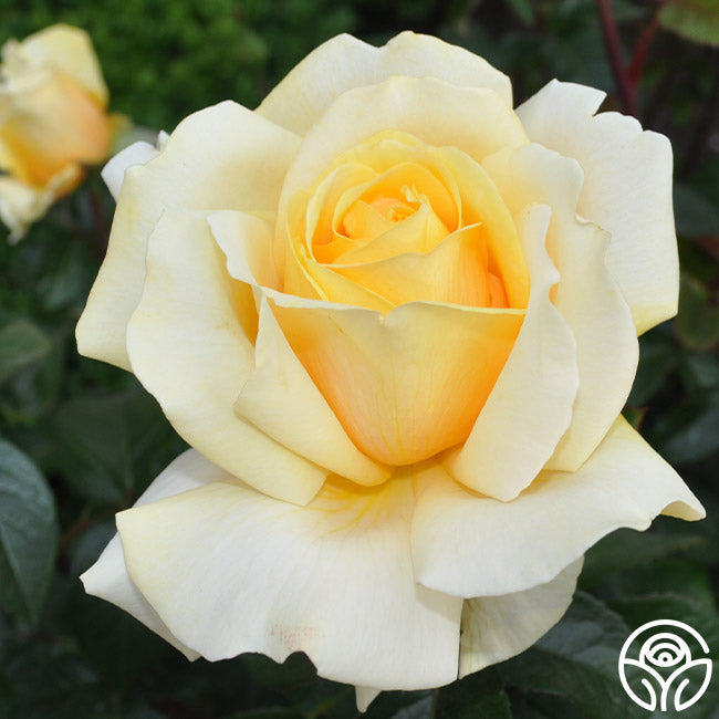  Eleganza® Winter Sun