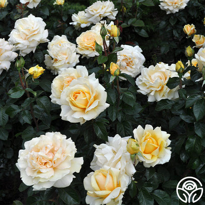  Eleganza® Winter Sun