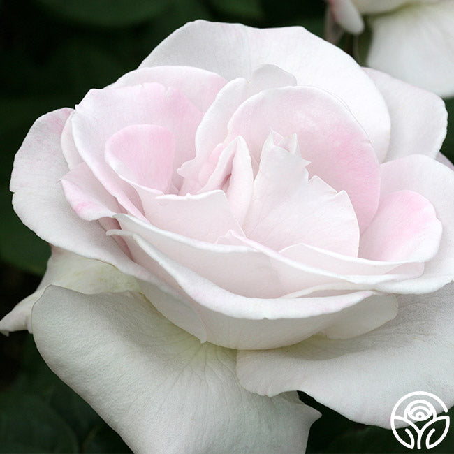  World War II Memorial Rose™