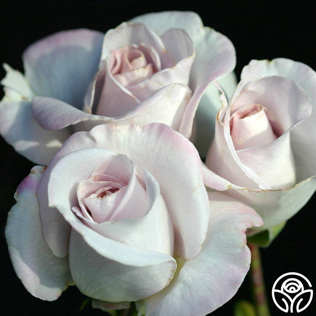  World War II Memorial Rose™