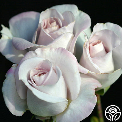  World War II Memorial Rose™