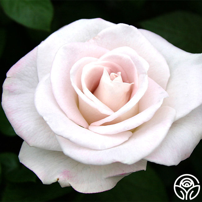  World War II Memorial Rose™