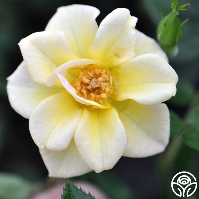  Yellow Fairy®